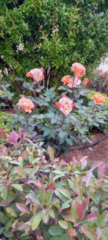 Stamatias Home, Fully Equipped Cottage 5 Minutes From The Sea La Canée Extérieur photo